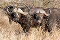 Two African Buffalos Royalty Free Stock Photo